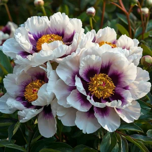 Пион Эко Саммер купить по цене от 548р. в интернет-магазине «Посадика» с доставкой почтой в в Красновишерске и по всей России – [изображение №1].