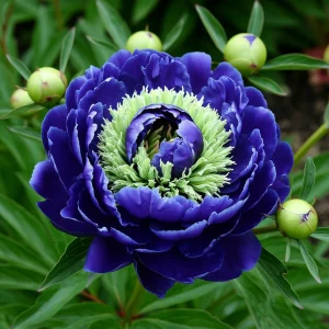 Пион Дримвивер купить по цене от 417р. в интернет-магазине «Посадика» с доставкой почтой в в Красновишерске и по всей России – [изображение №1].