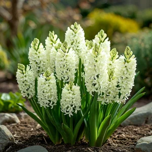 Гиацинт Дрим Трейл купить по цене от 2099р. в интернет-магазине «Посадика» с доставкой почтой в в Красновишерске и по всей России – [изображение №1].