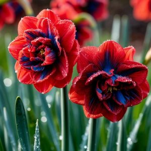 Нарцисс Эрличе купить по цене от 386р. в интернет-магазине «Посадика» с доставкой почтой в в Красновишерске и по всей России – [изображение №1].