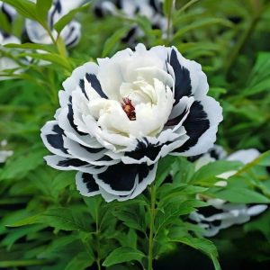 Пион Монохромный Шик купить по цене от 429р. в интернет-магазине «Посадика» с доставкой почтой в в Красновишерске и по всей России – [изображение №1].