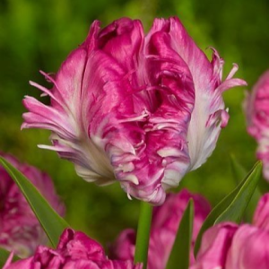 Тюльпан махровый Кул Кристал купить по цене от 400р. в интернет-магазине «Посадика» с доставкой почтой в в Красновишерске и по всей России – [изображение №1].