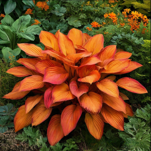 Хоста Солнечный Нектар купить по цене от 605р. в интернет-магазине «Посадика» с доставкой почтой в в Красновишерске и по всей России – [изображение №1].