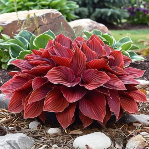 Хоста Рэд Эйнджл купить по цене от 549р. в интернет-магазине «Посадика» с доставкой почтой в в Красновишерске и по всей России – [изображение №1].