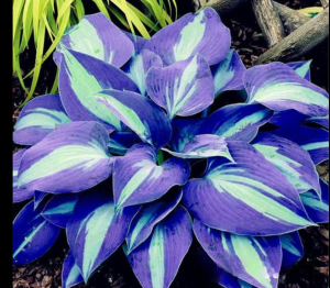 Хоста Аурелия купить по цене от 450р. в интернет-магазине «Посадика» с доставкой почтой в в Красновишерске и по всей России – [изображение №1].