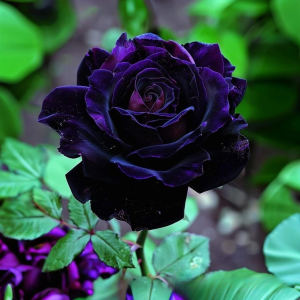 Роза Блэк Пантер купить по цене от 319р. в интернет-магазине «Посадика» с доставкой почтой в в Красновишерске и по всей России – [изображение №1].