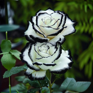 Роза Силк Ивин купить по цене от 319р. в интернет-магазине «Посадика» с доставкой почтой в в Красновишерске и по всей России – [изображение №1].