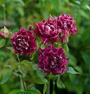 Роза Опаловый Пейзаж купить по цене от 490р. в интернет-магазине «Посадика» с доставкой почтой в в Красновишерске и по всей России – [изображение №1].