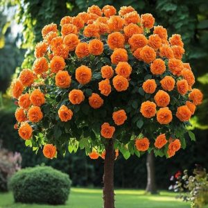 Роза Солнечный Шарм купить по цене от 349р. в интернет-магазине «Посадика» с доставкой почтой в в Красновишерске и по всей России – [изображение №1].