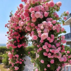 Роза Пастель Розе купить по цене от 605р. в интернет-магазине «Посадика» с доставкой почтой в в Красновишерске и по всей России – [изображение №1].