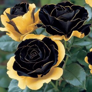 Роза Ханни Сикл купить по цене от 700р. в интернет-магазине «Посадика» с доставкой почтой в в Красновишерске и по всей России – [изображение №1].