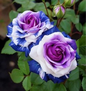 Роза Айвори Каскад купить по цене от 420р. в интернет-магазине «Посадика» с доставкой почтой в в Красновишерске и по всей России – [изображение №1].