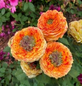 Роза Золотой Мираж купить по цене от 420р. в интернет-магазине «Посадика» с доставкой почтой в в Красновишерске и по всей России – [изображение №1].