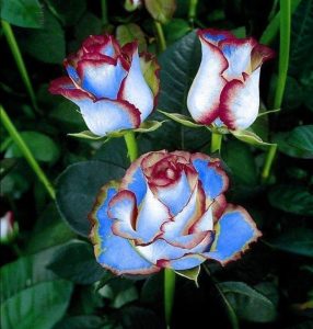 Роза Сафайер Пэтл купить по цене от 450р. в интернет-магазине «Посадика» с доставкой почтой в в Красновишерске и по всей России – [изображение №1].