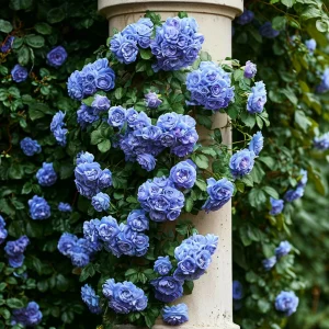 Роза плетистая Блю Перпл купить по цене от 540р. в интернет-магазине «Посадика» с доставкой почтой в в Красновишерске и по всей России – [изображение №1].